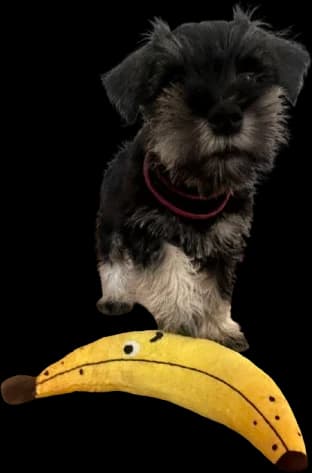 Nori, Director of Barketing